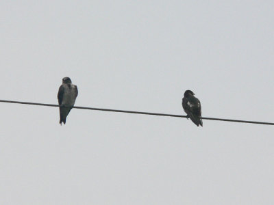 Purple Martin