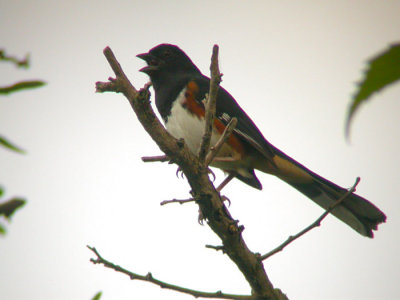 Eastern Towhee