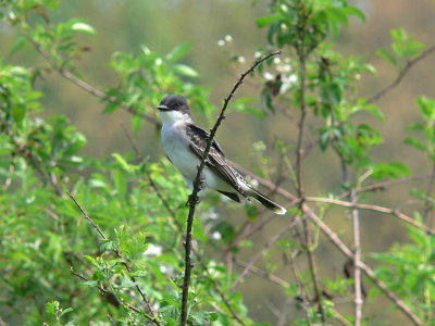 Eastern Kingbird
