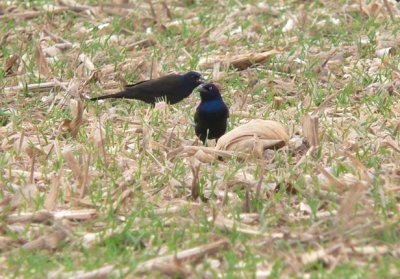 Common Grackle