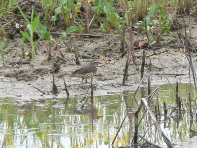 Northern Waterthrush