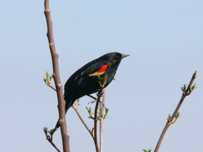 Red-winged Blackbird