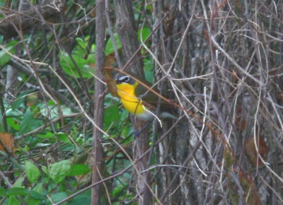 Yellow-breasted Chat-