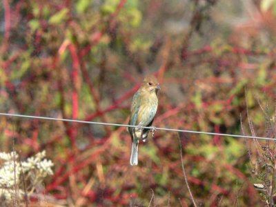 Indigo Bunting