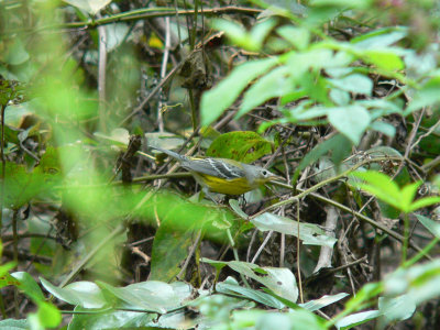 Magnolia Warbler