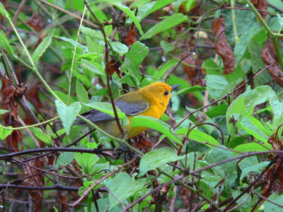 Prothonotary Warbler