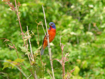 Painted Bunting