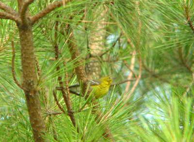 Pine Warbler