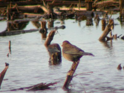 Rusty Blackbird