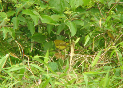 Yellow Warbler