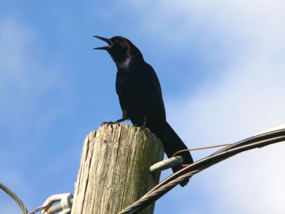 Boat-tailed Grackle