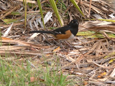 Eastern Towhee