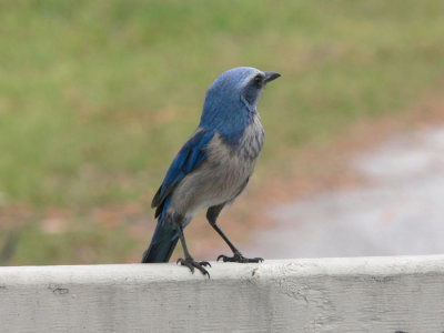 Florida Scrub-Jay