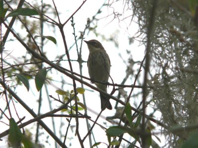 Yellow-rumped Warbler