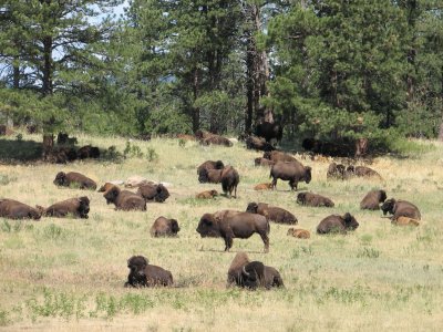 Custer State Park, SD