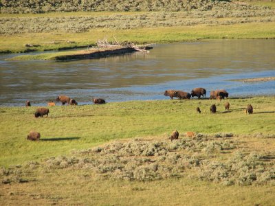 Yellowstone National Park