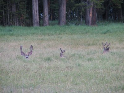 Yellowstone National Park