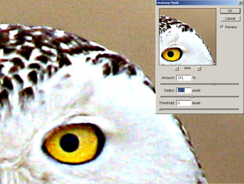 SnowyOwl_18.jpg