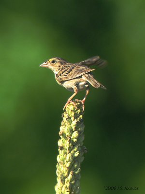 GrasshopperSparrow6463b.jpg