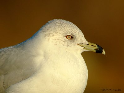 Ring-billed Gull