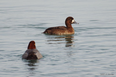 GreaterScaup8729b.jpg