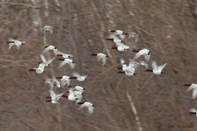 Canvasback9324b.jpg