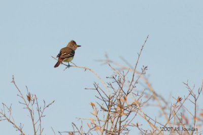 GreatCrestedFlycatcher0252b.jpg