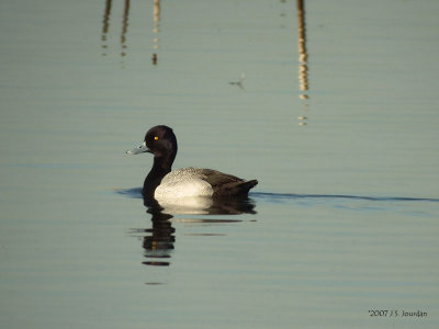 Lesser Scaup