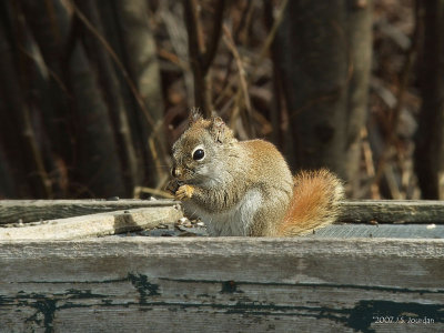 RedSquirrel3395b.jpg