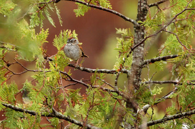 SwampSparrow0498b.jpg