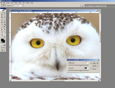 SnowyOwl_09.jpg