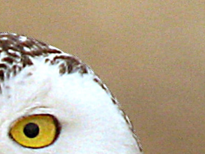 SnowyOwl_20.jpg