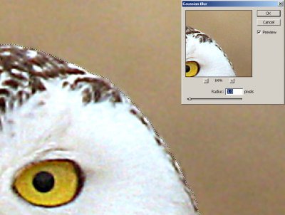 SnowyOwl_21.jpg