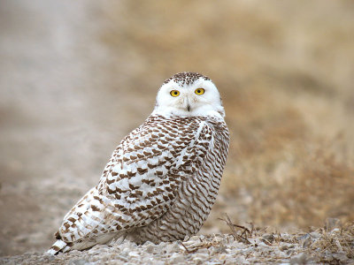 SnowyOwl_22.jpg