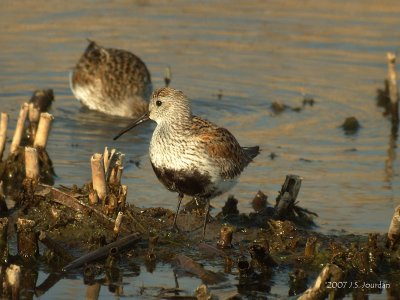 Dunlin3676b.jpg