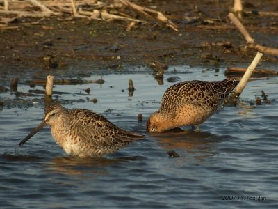 SBDowitcher3688b.jpg