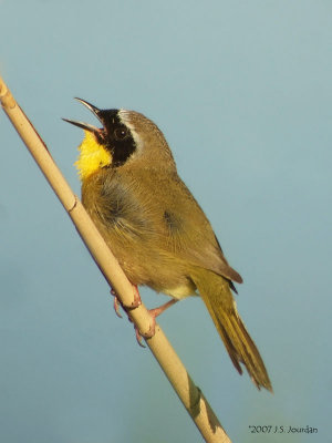 CommonYellowthroat4053b.jpg