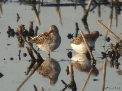 WhiteRumpedSandpiper4023b.jpg