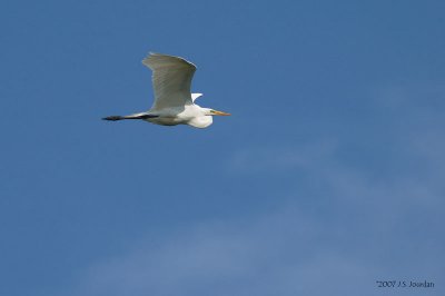 GreatEgret1269b.jpg