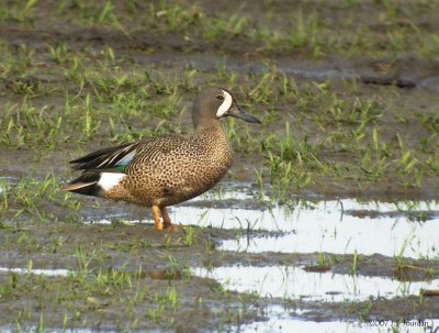 BluewingedTeal0054b.jpg