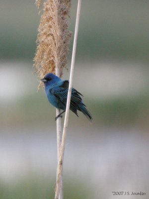 IndigoBunting0145b.jpg