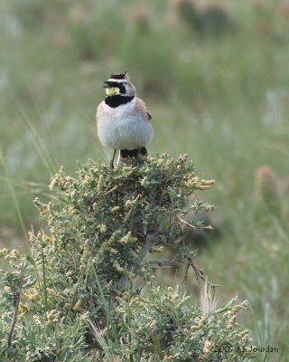 HornedLark0938b.jpg