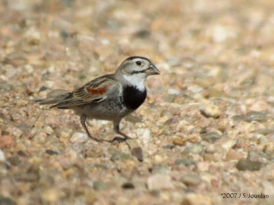 McGown's Longspur