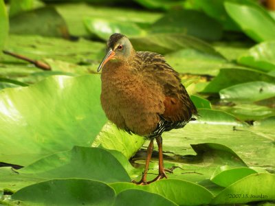 Virginia Rail