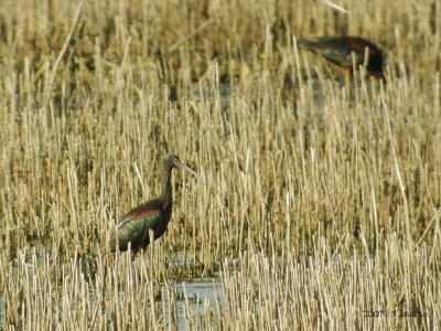 GlossyIbis1070b.jpg