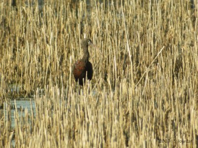 GlossyIbis1076b.jpg