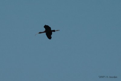 GlossyIbis2100b.jpg