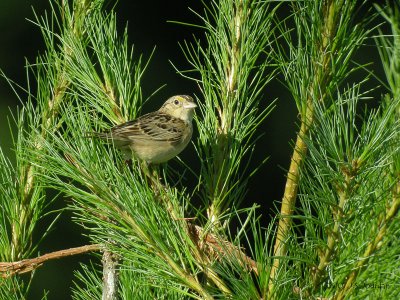 GrasshopperSparrow0929b.jpg