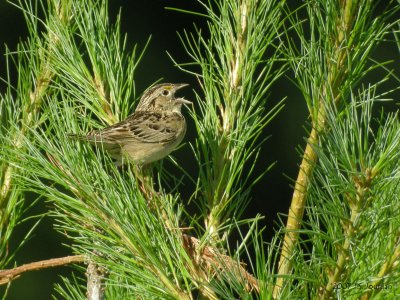 GrasshopperSparrow0934b.jpg