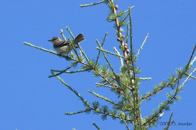 Alder Flycatcher